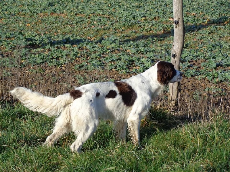 Mouchka Of Falnette History