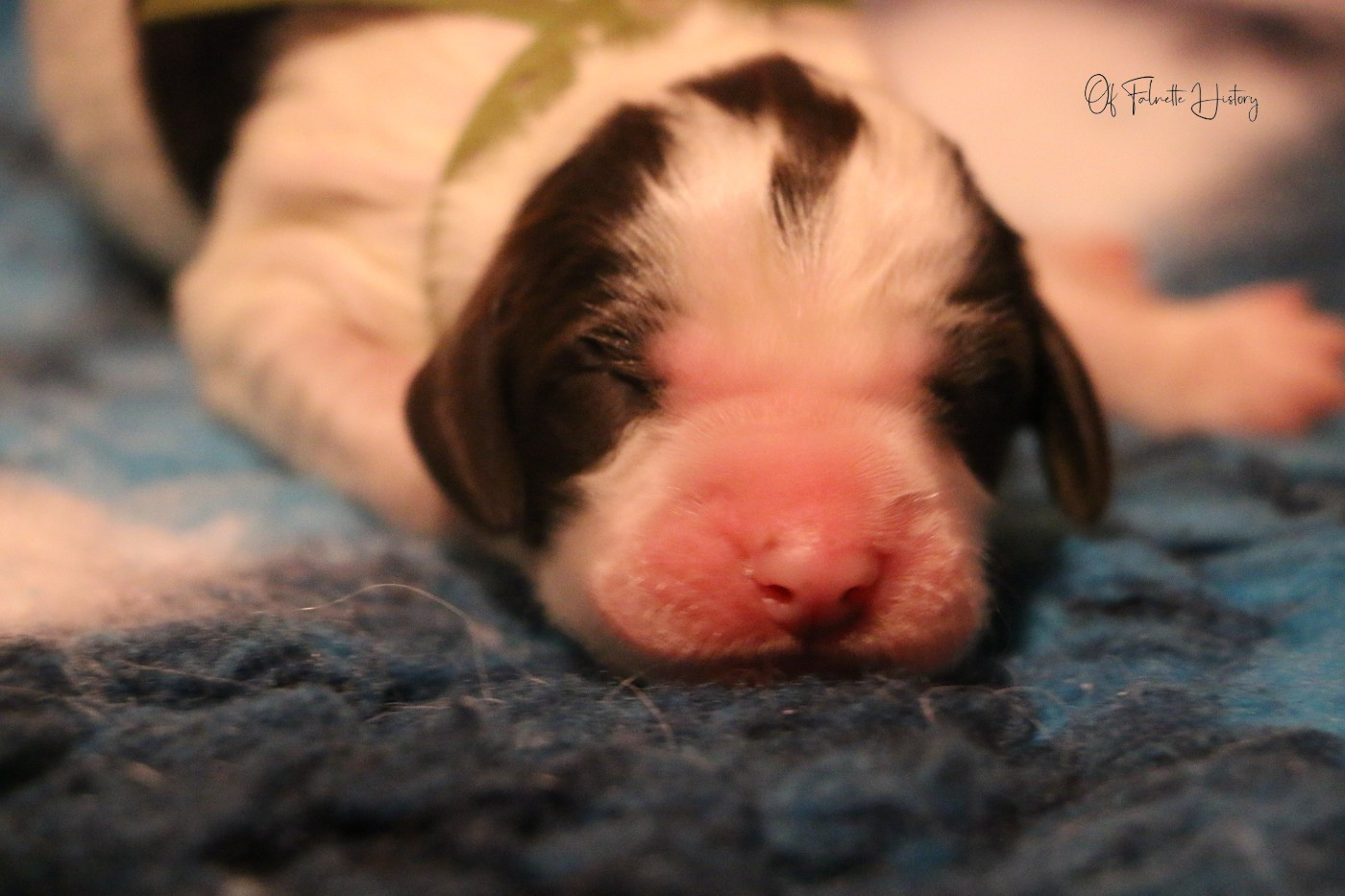 Of Falnette History - Chiots disponibles - Epagneul Français