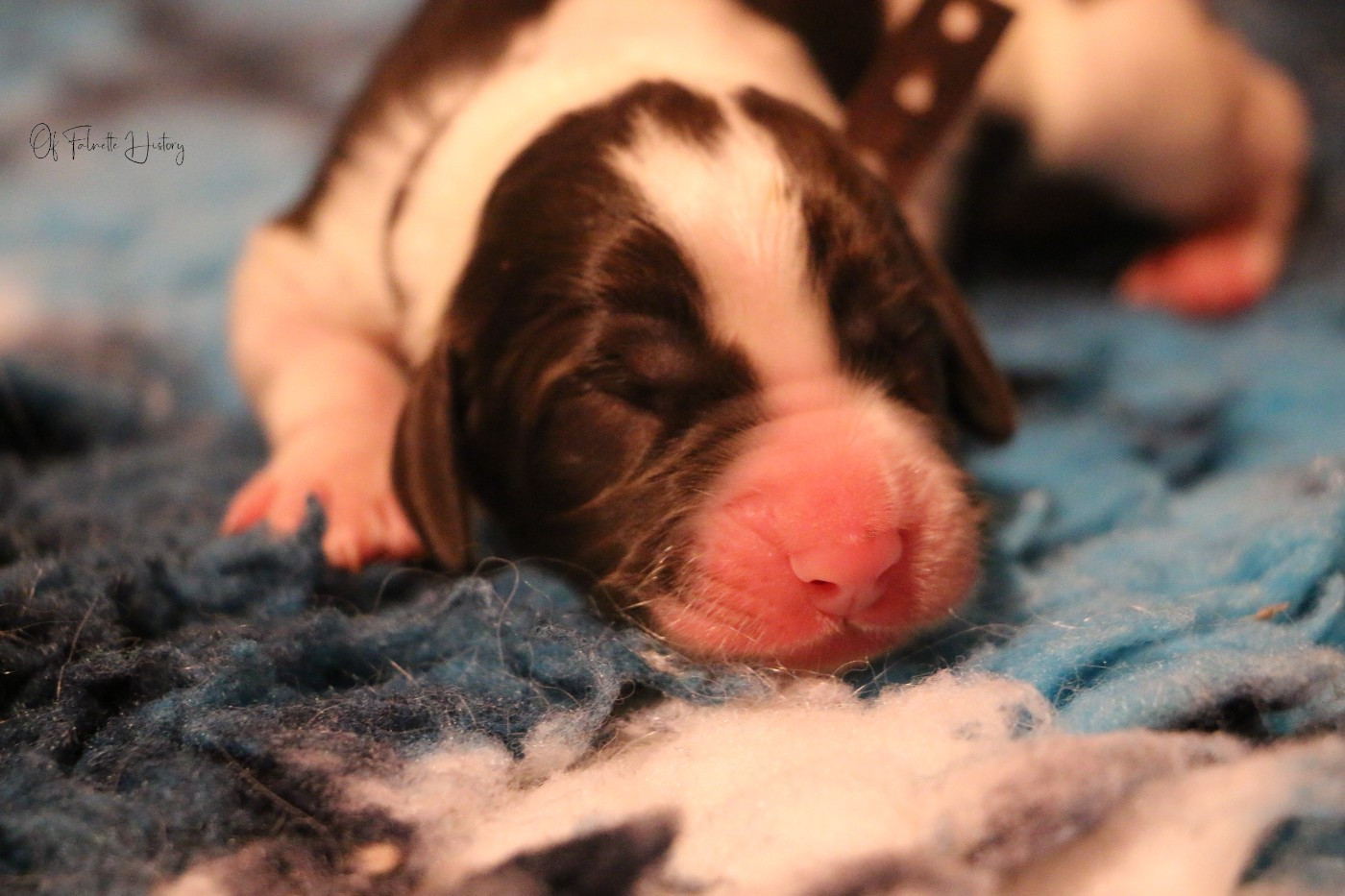 Of Falnette History - Chiots disponibles - Epagneul Français