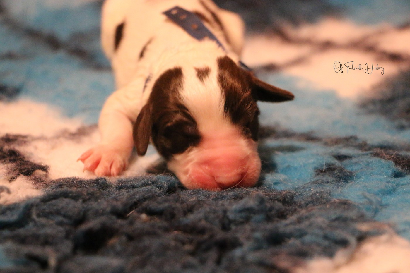 Of Falnette History - Chiots disponibles - Epagneul Français