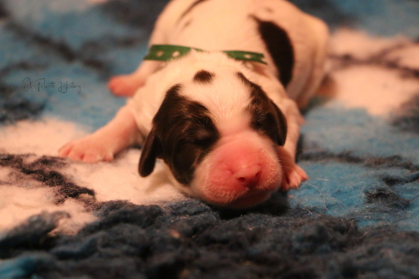 Of Falnette History - Chiots disponibles - Epagneul Français