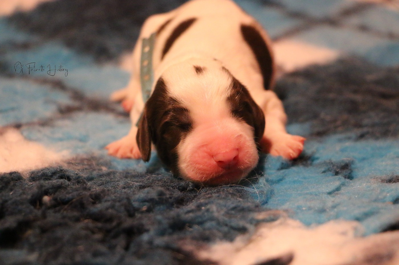 Of Falnette History - Chiots disponibles - Epagneul Français