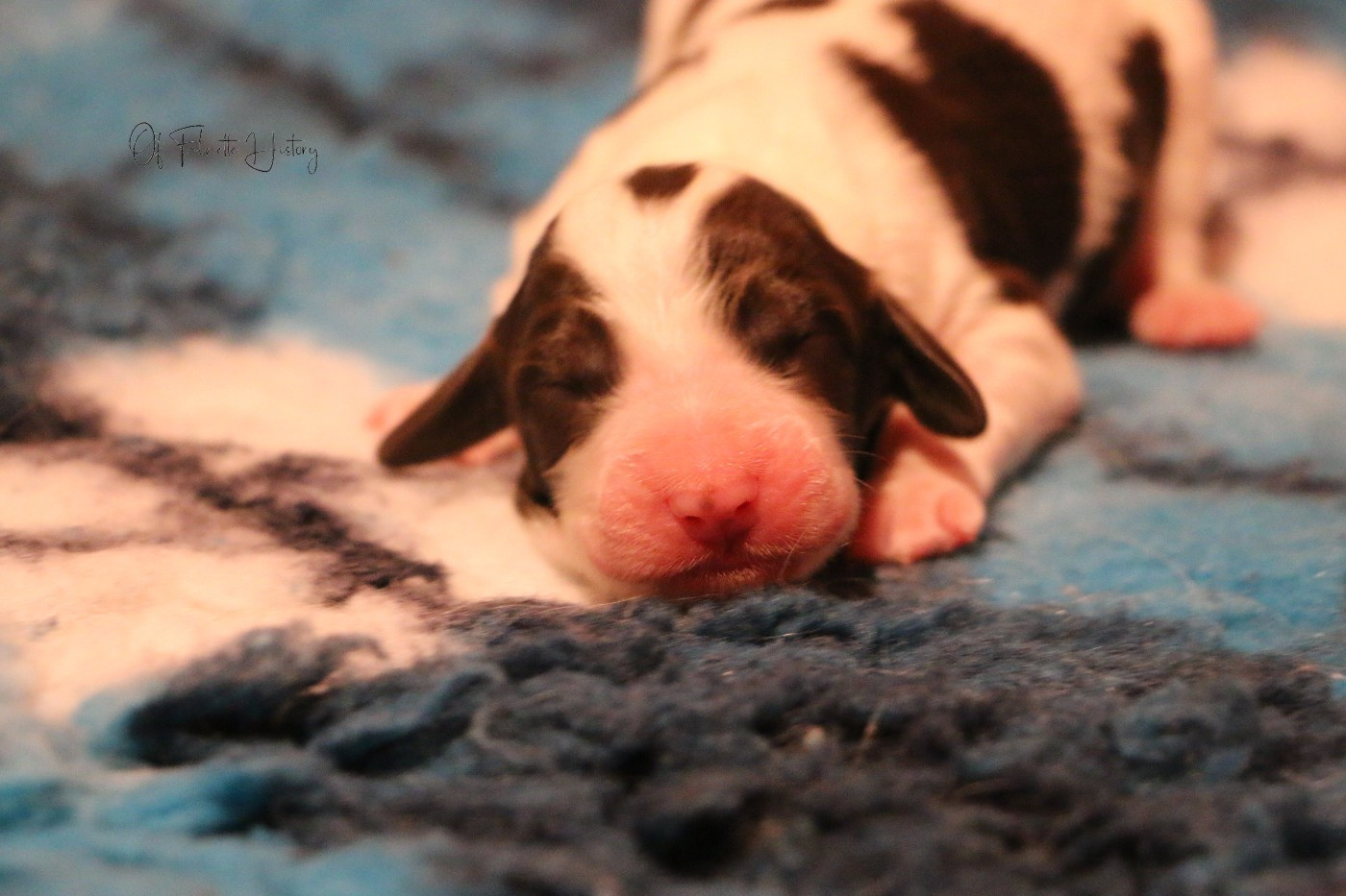 Of Falnette History - Chiots disponibles - Epagneul Français