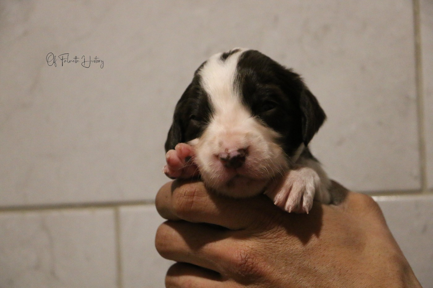 Of Falnette History - Chiots disponibles - Epagneul Français