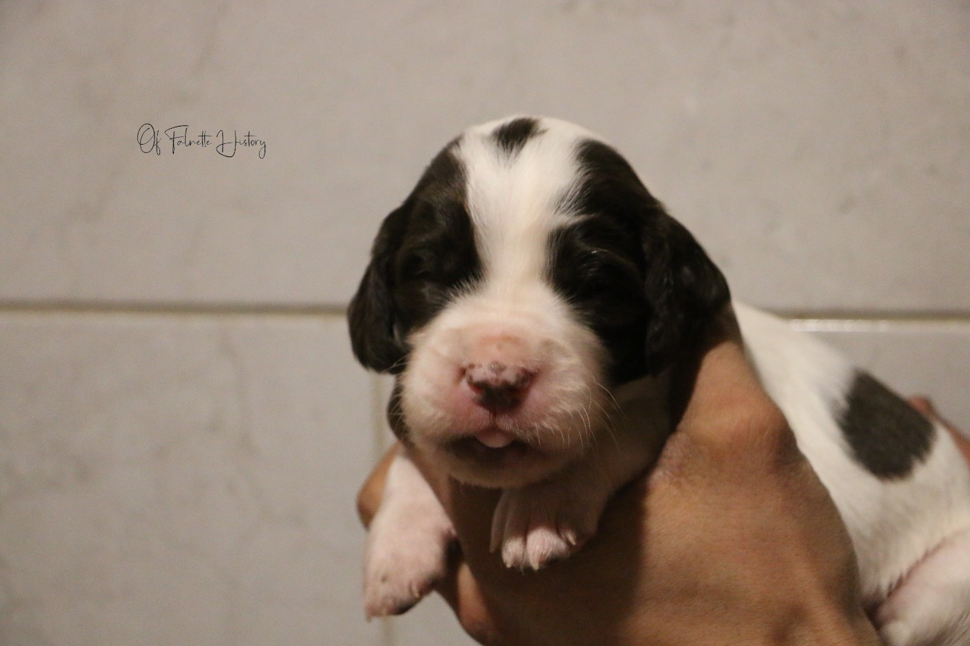 Of Falnette History - Chiots disponibles - Epagneul Français