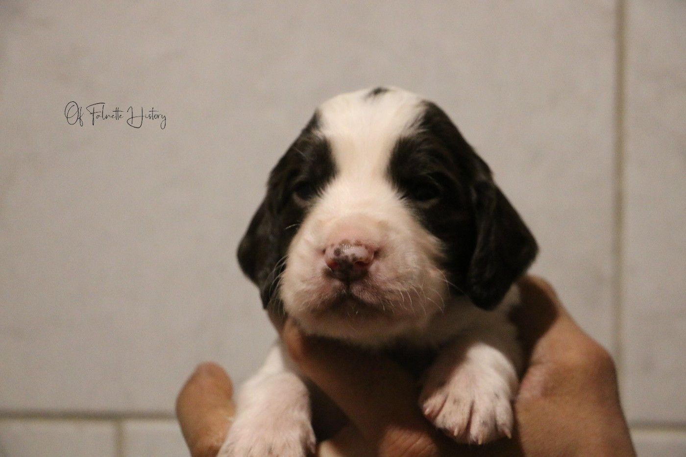 Of Falnette History - Chiots disponibles - Epagneul Français