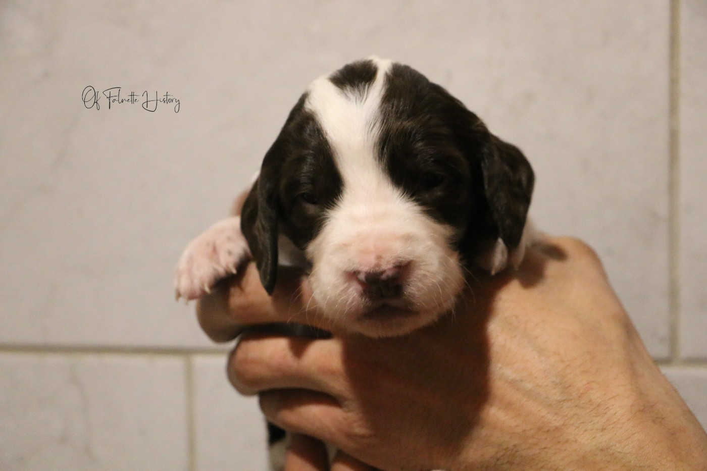 Of Falnette History - Chiots disponibles - Epagneul Français