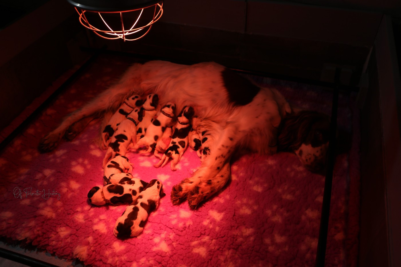 Of Falnette History - Epagneul Français - Portée née le 12/01/2026