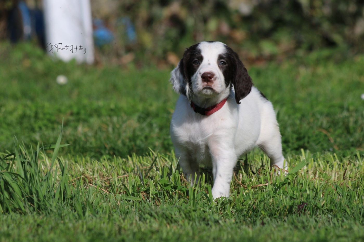 Of Falnette History - Chiots disponibles - Epagneul Français