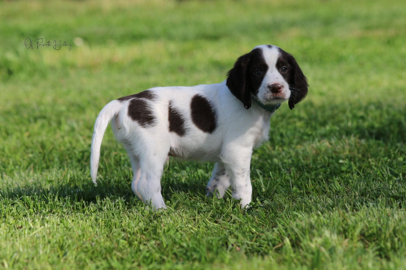 Of Falnette History - Chiots disponibles - Epagneul Français