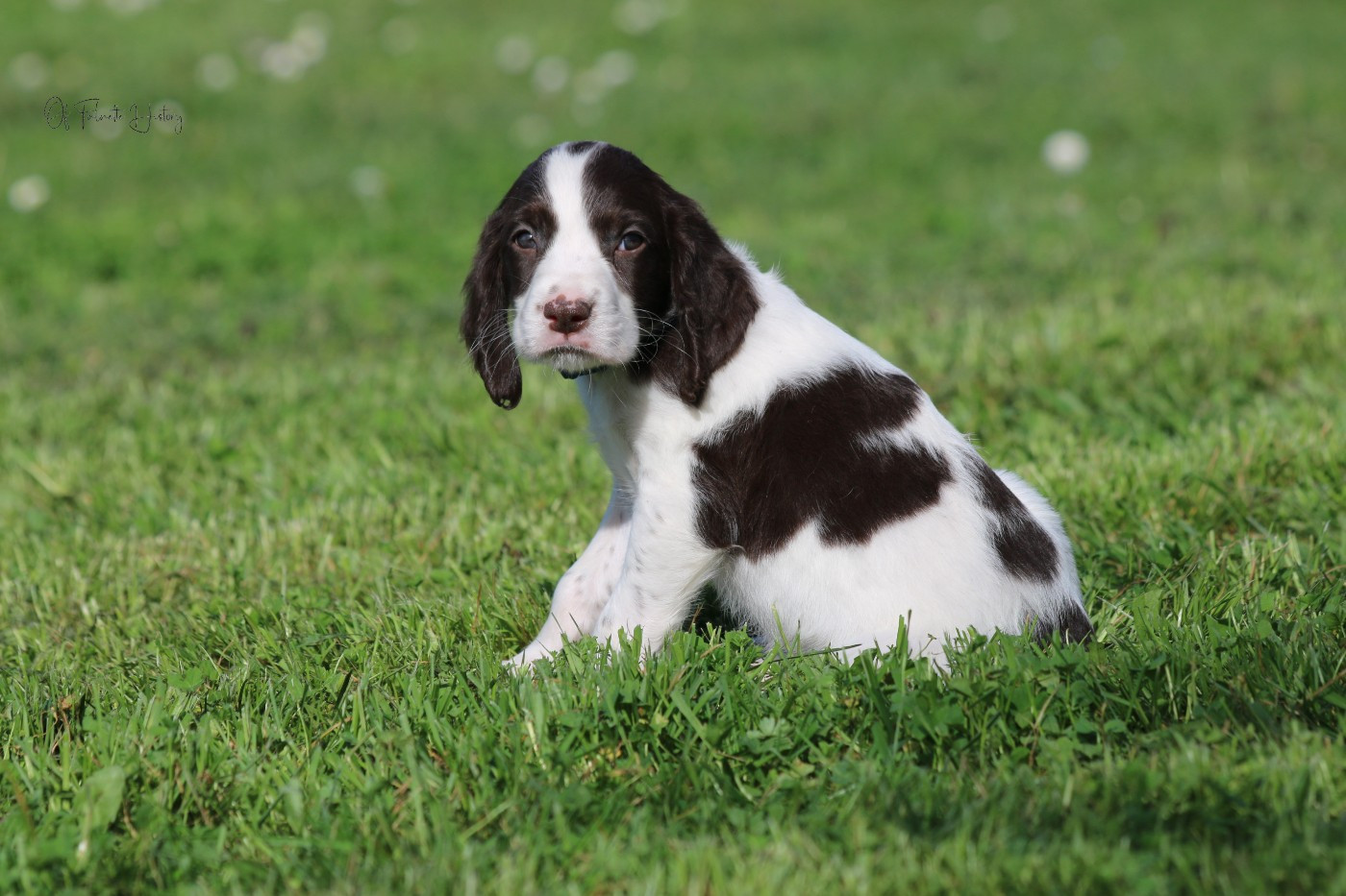 Of Falnette History - Chiots disponibles - Epagneul Français
