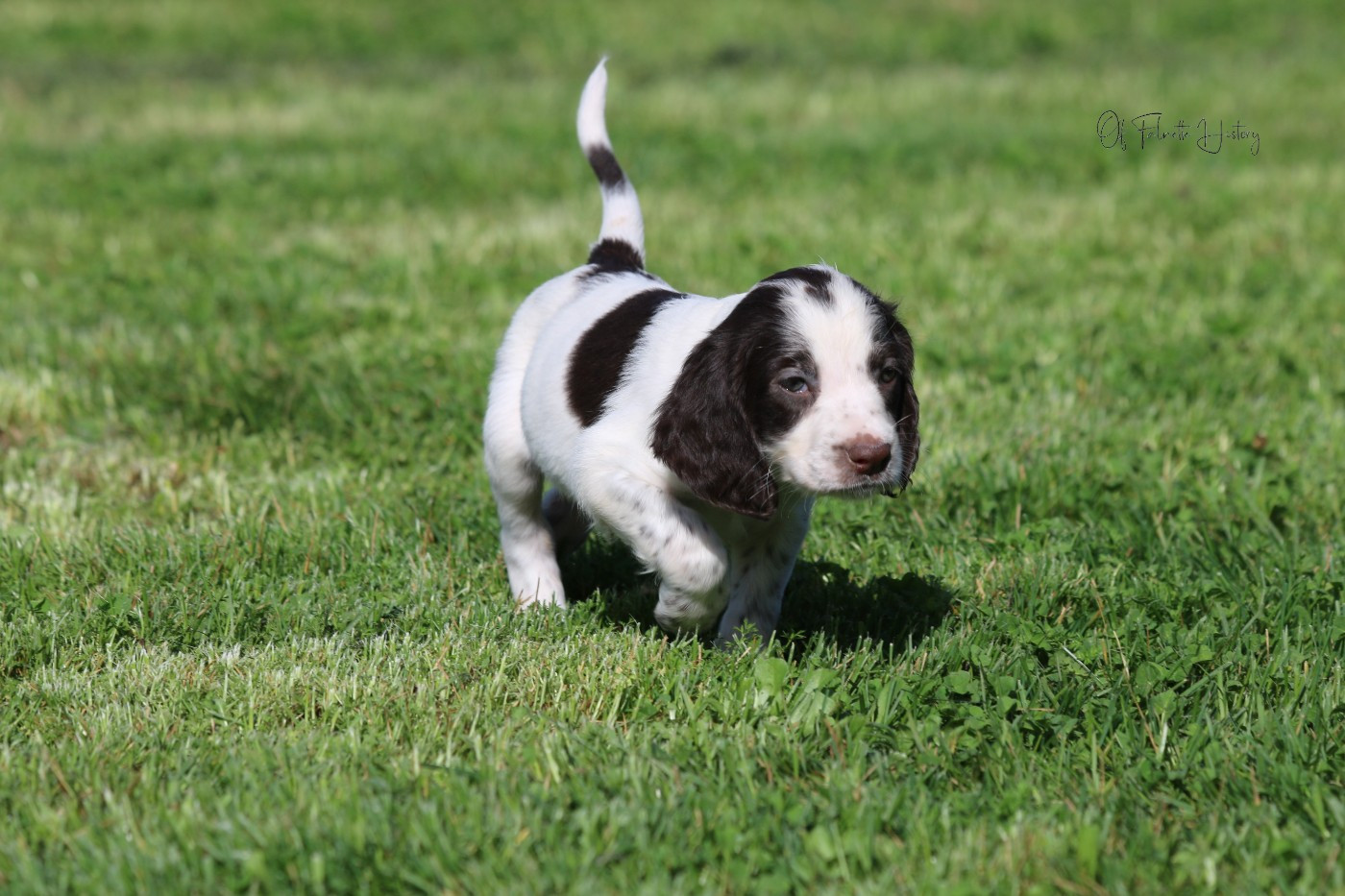 Of Falnette History - Chiots disponibles - Epagneul Français