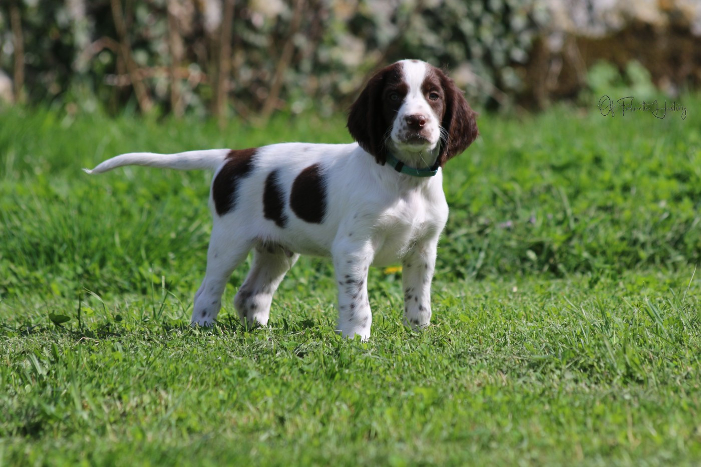 Of Falnette History - Chiots disponibles - Epagneul Français