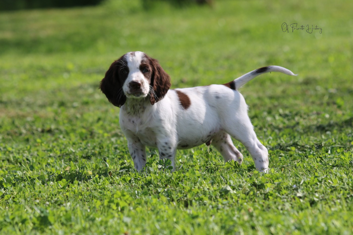 Of Falnette History - Chiots disponibles - Epagneul Français