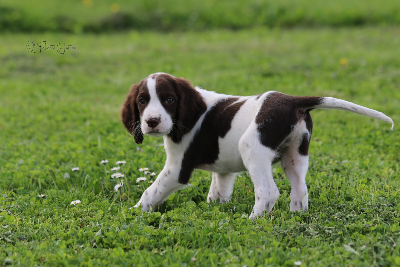 Of Falnette History - Chiots disponibles - Epagneul Français
