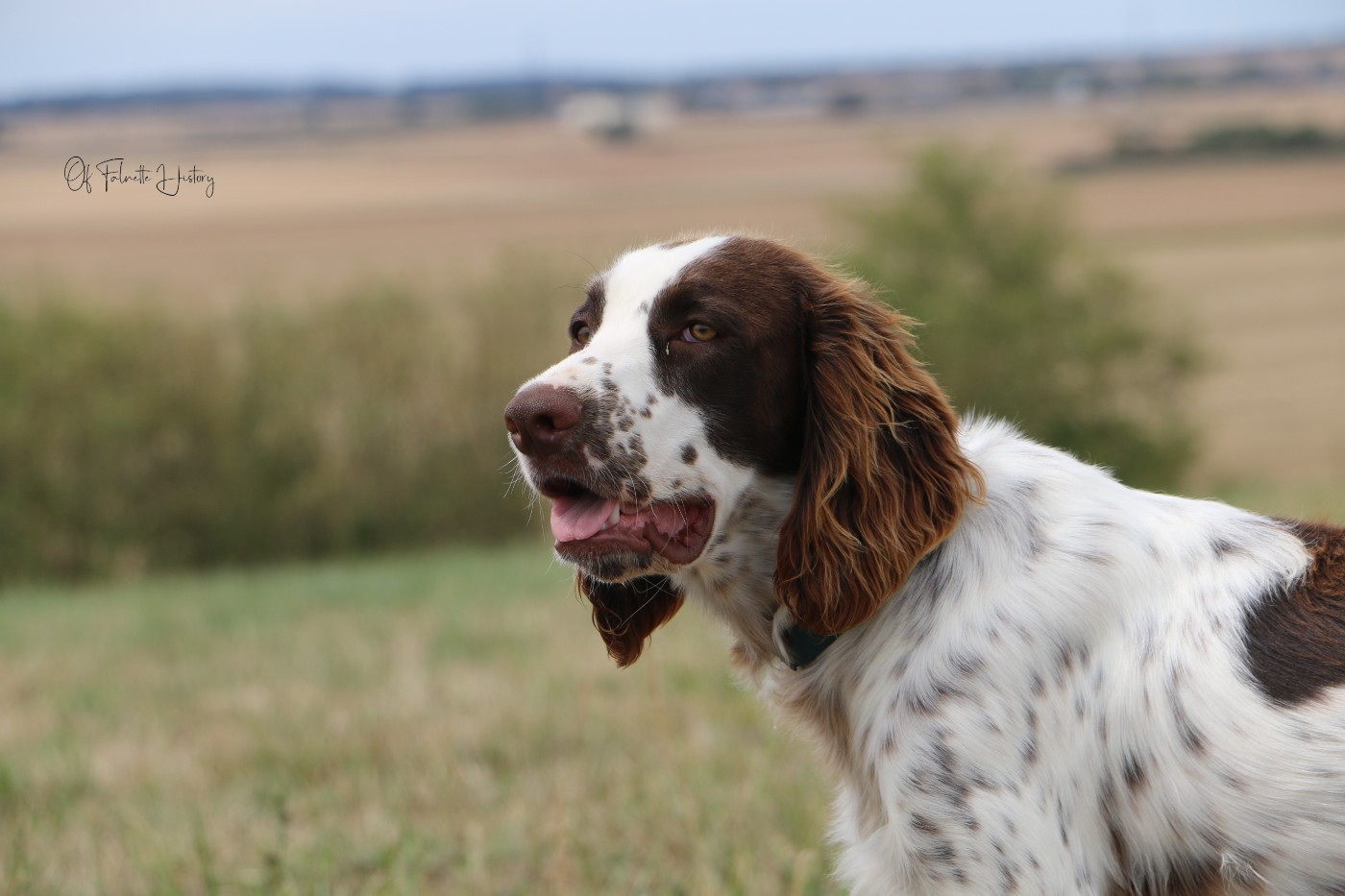 Of Falnette History - Chiots disponibles - Epagneul Français