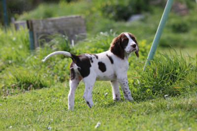 Benji